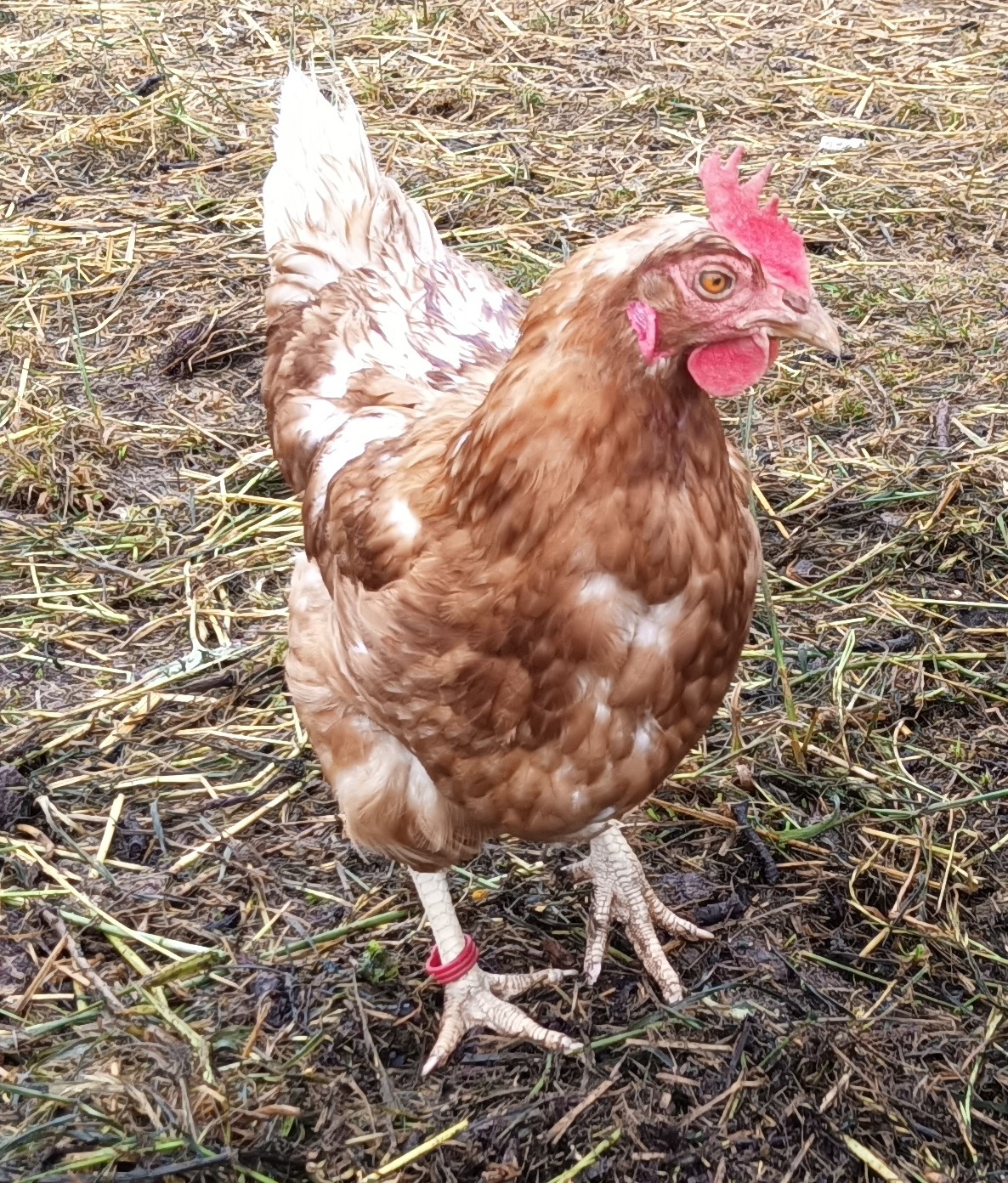 Unsere Hühner